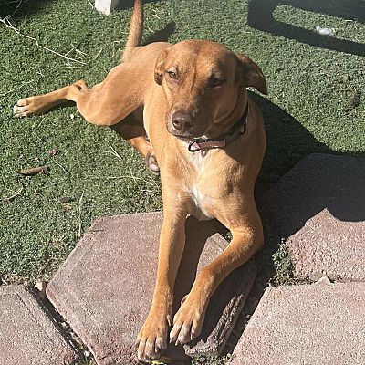 Petfinder vizsla sales