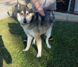 Siberian husky best sale timberwolf mix