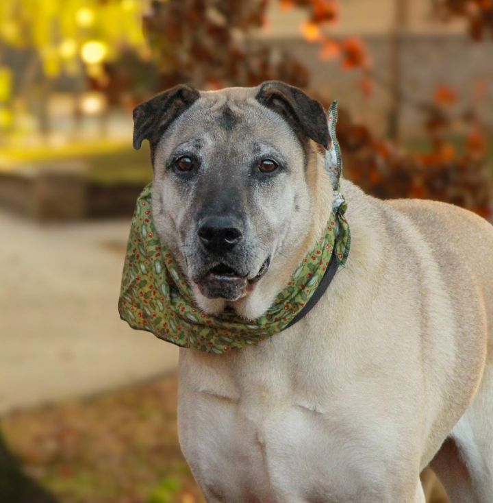 Shar pei and 2024 german shepherd mix