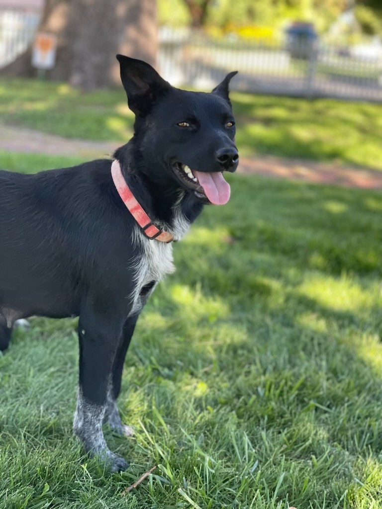 Lilly, an adoptable Mixed Breed in Heber City, UT, 84032 | Photo Image 2