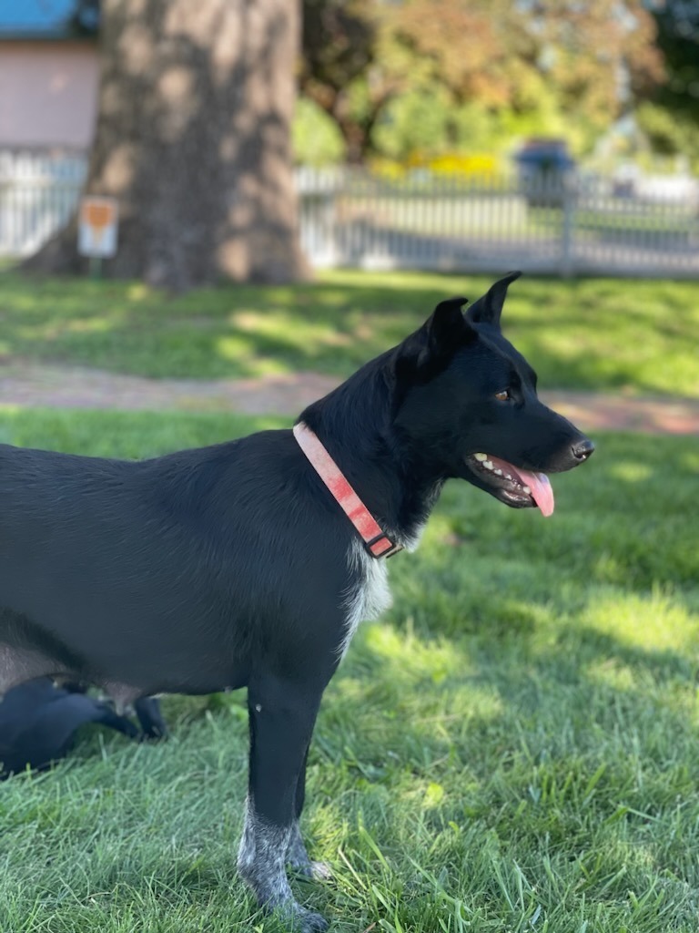 Lilly, an adoptable Mixed Breed in Heber City, UT, 84032 | Photo Image 3