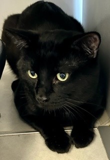 Griffin, an adoptable Domestic Short Hair in Grand Junction, CO, 81505 | Photo Image 1