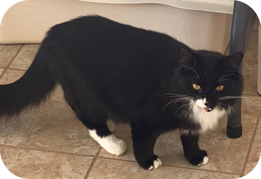 Sebastian, an adoptable Domestic Medium Hair in Grand Junction, CO, 81505 | Photo Image 1