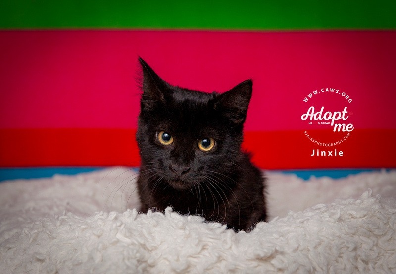 Jinxie, an adoptable Domestic Medium Hair in Salt Lake City, UT, 84117 | Photo Image 1