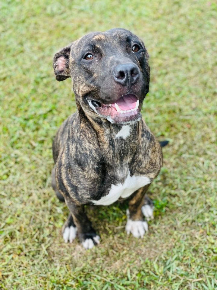 Razzy, an adoptable Mixed Breed in St. Augustine, FL_image-1