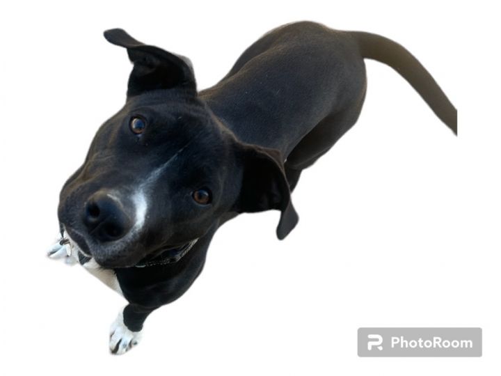 Jen, an adoptable Pit Bull Terrier Mix in Morgantown, KY_image-6
