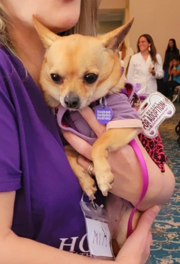 Phillipa, an adoptable Chihuahua in Plantation, FL_image-5