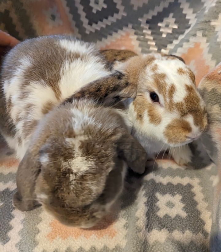 Petey and Patrick, an adoptable Holland Lop in Harrisburg, PA_image-1