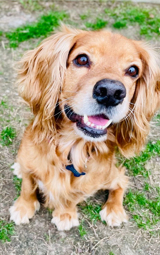 Cocker Spaniel Rescue of Austin/San Antonio