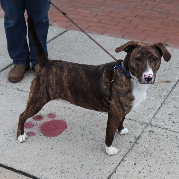 Suki, an adoptable Mixed Breed in Port Washington, NY_image-2