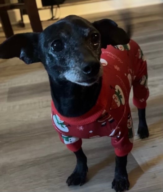 Chiweenie clothes hotsell