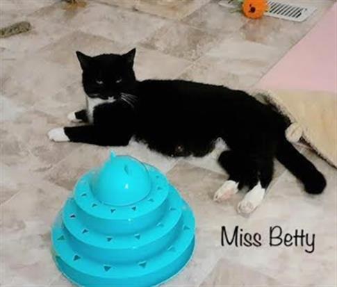 MISS BETTY, an adoptable Domestic Short Hair in Haw River, NC_image-1