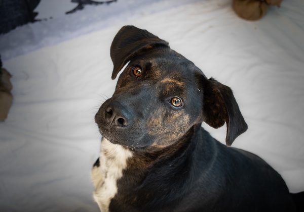 Willie, an adoptable Hound Mix in Winchester, KY_image-2