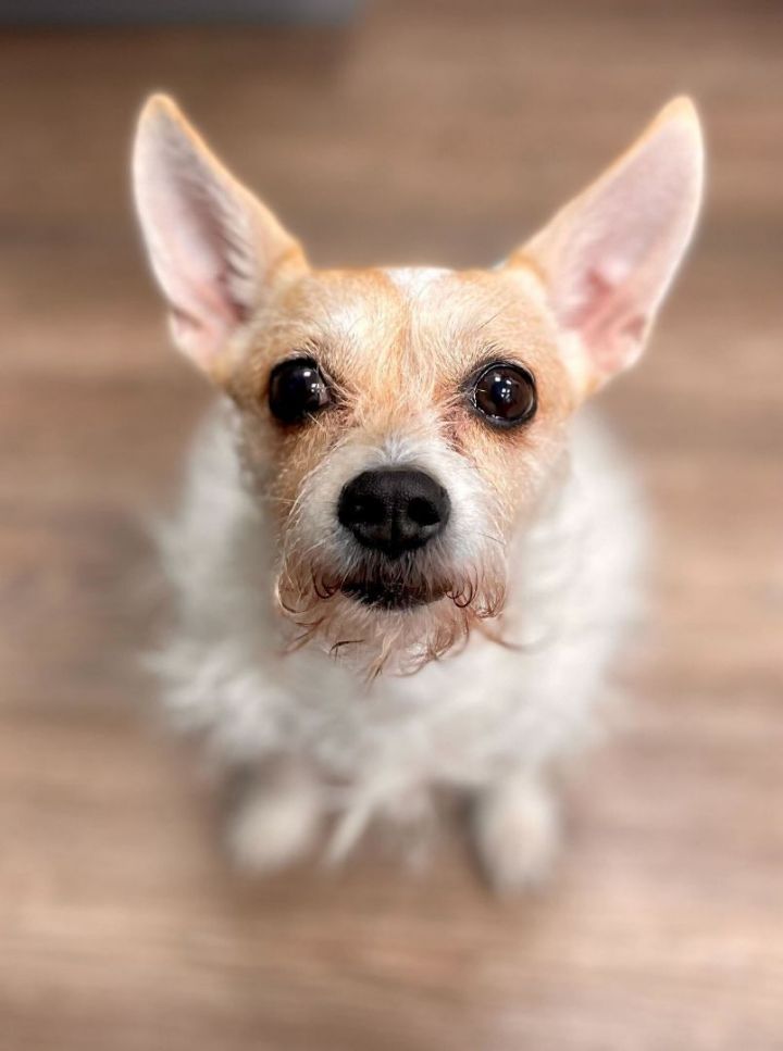 LUNA, an adoptable Chihuahua & Jack Russell Terrier Mix in New York, NY_image-1