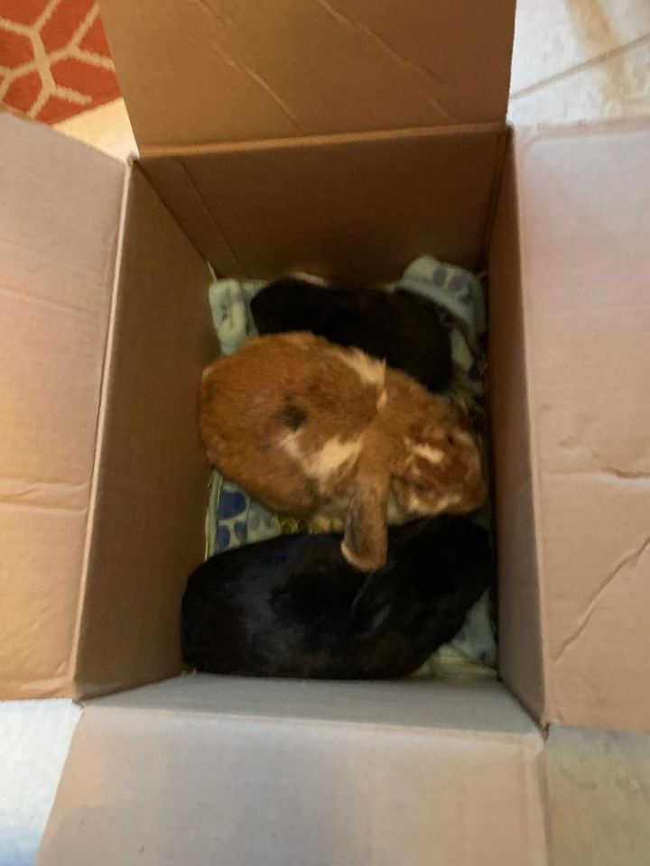 Jack (in the Box), an adoptable Bunny Rabbit Mix in Cream Ridge, NJ_image-4