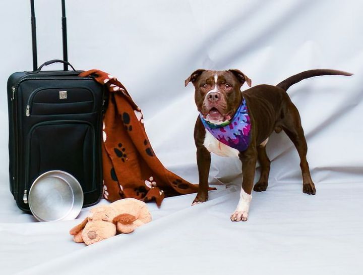 Kinipopo, an adoptable Terrier Mix in Sanford, FL_image-2