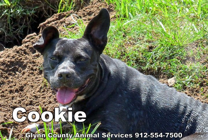 COOKIE, an adoptable American Bulldog Mix in Brunswick, GA_image-4