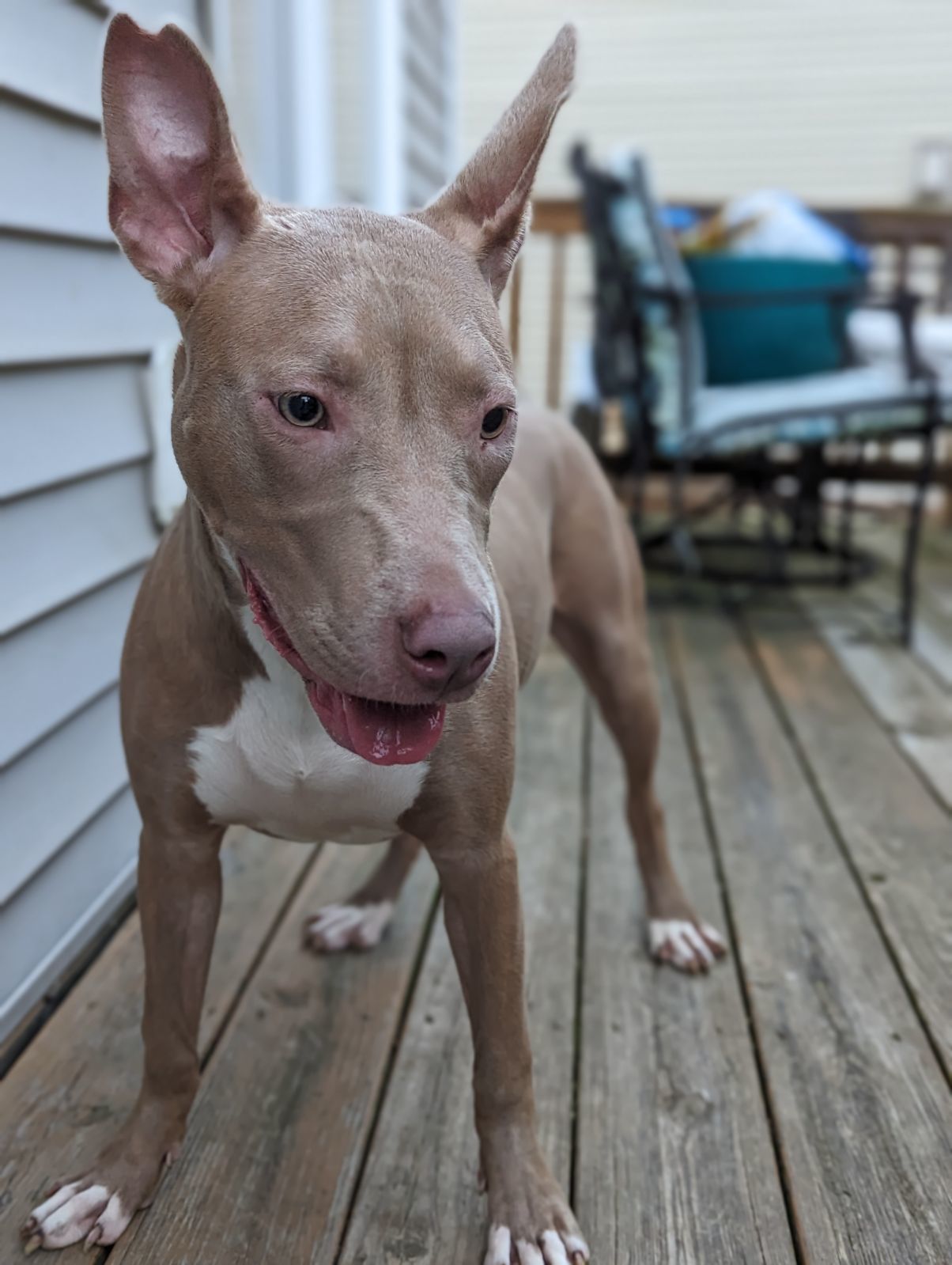 Muffin: Sweet Treats Litter, an adoptable American Staffordshire Terrier in Holly Springs, NC, 27540 | Photo Image 1