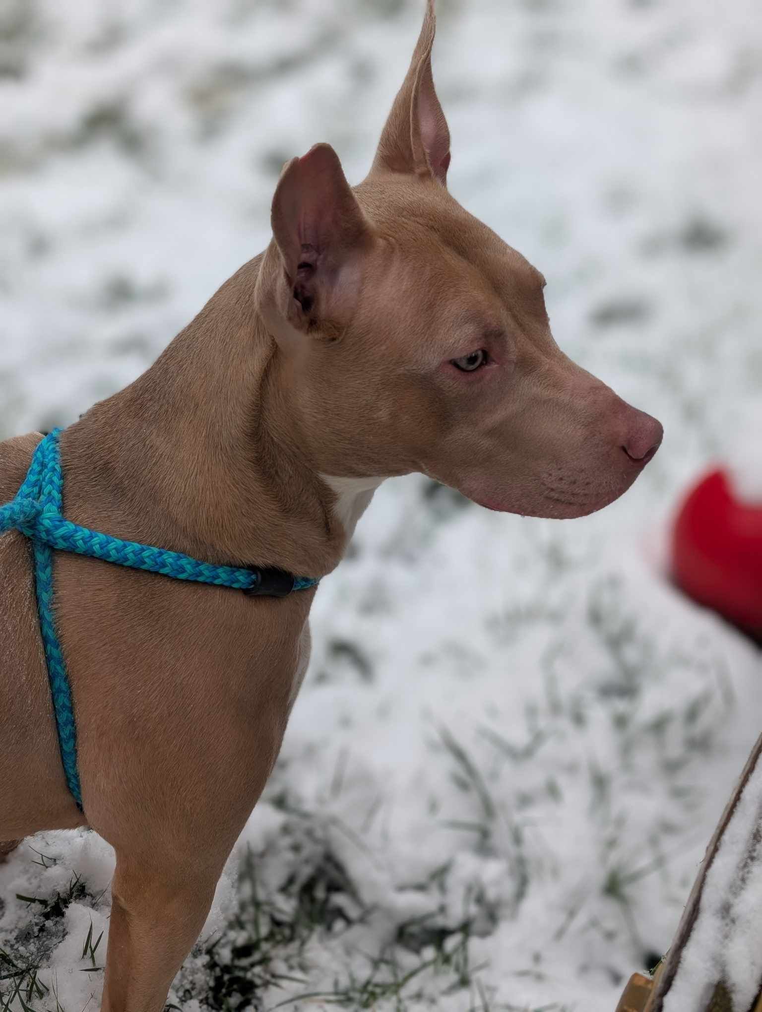 Muffin: Sweet Treats Litter, an adoptable American Staffordshire Terrier in Holly Springs, NC, 27540 | Photo Image 1