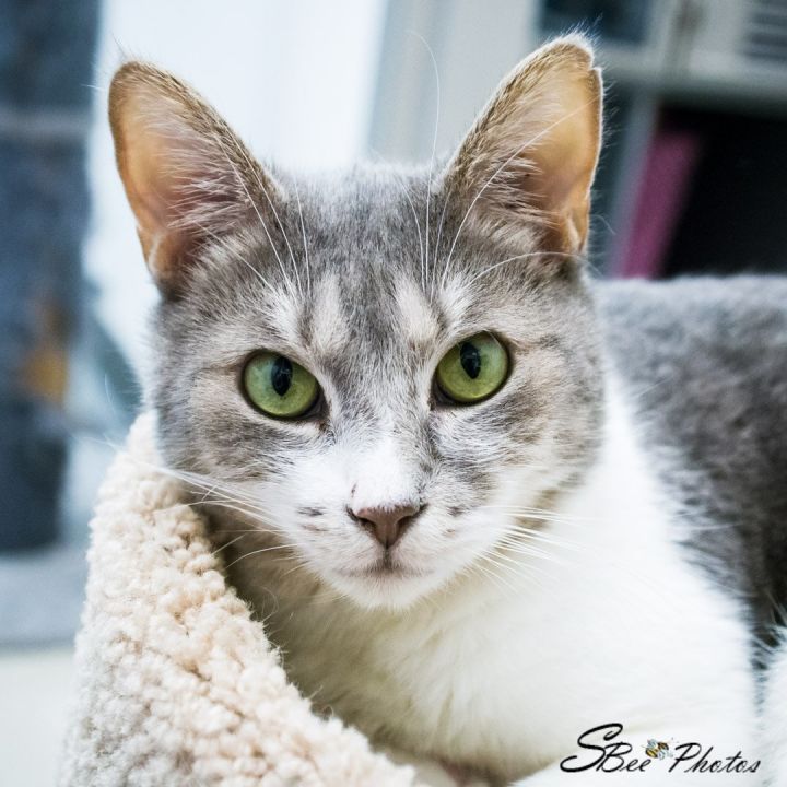Stormie, an adoptable Domestic Short Hair & American Bobtail Mix in St. Cloud, FL_image-1