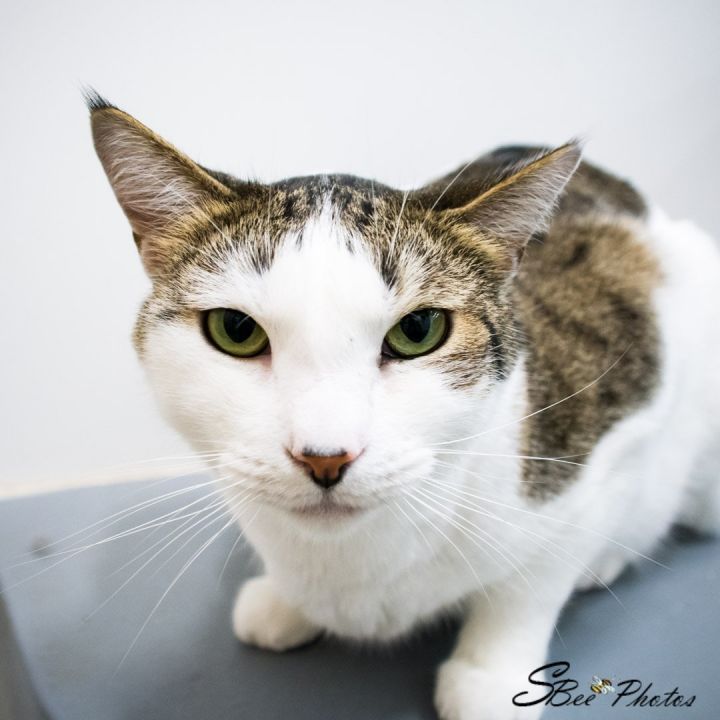 Charlie, an adoptable Domestic Short Hair Mix in St. Cloud, FL_image-2