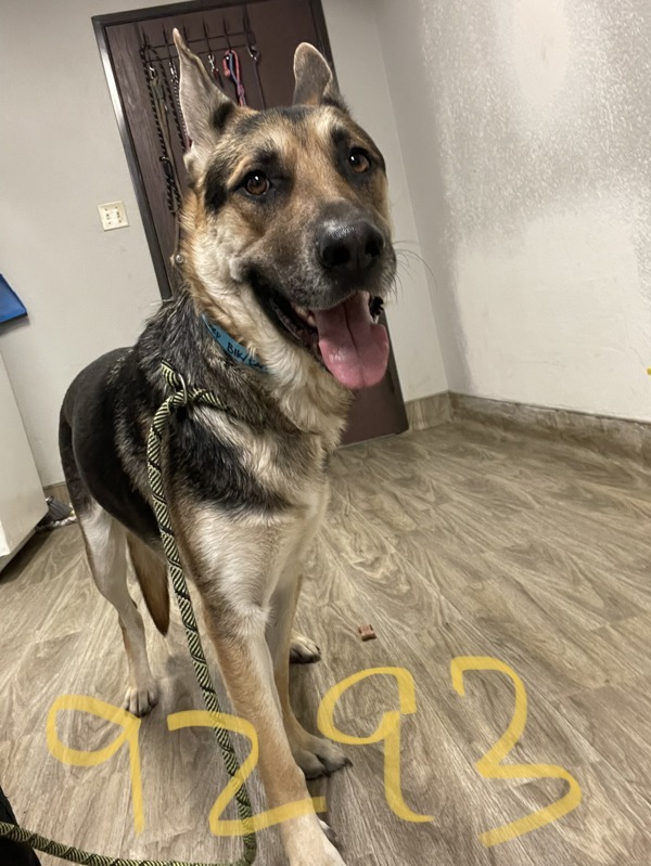 R259293 / Tucker, an adoptable German Shepherd Dog Mix in San Jacinto, CA_image-2