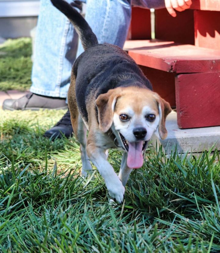 Amazing Zeus!! - Fostered in Lincoln, NE, an adoptable Beagle in Shawnee Mission, KS_image-3