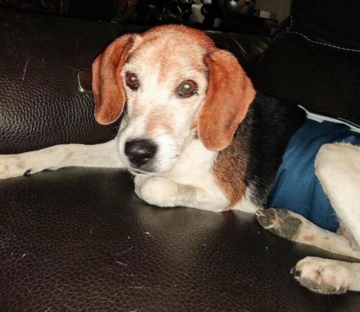 Mr Wilson - Fostered in Omaha, an adoptable Beagle in Shawnee Mission, KS_image-1