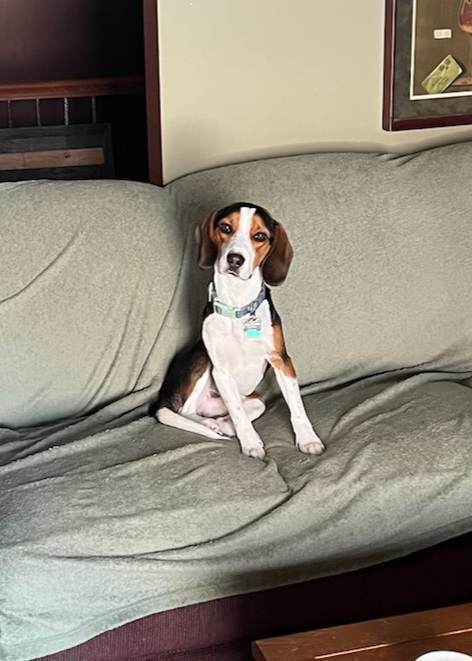 Finn - fostered in KC area, an adoptable Beagle in Shawnee Mission, KS_image-1