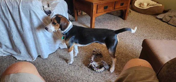 Finn - fostered in KC area, an adoptable Beagle in Shawnee Mission, KS_image-2