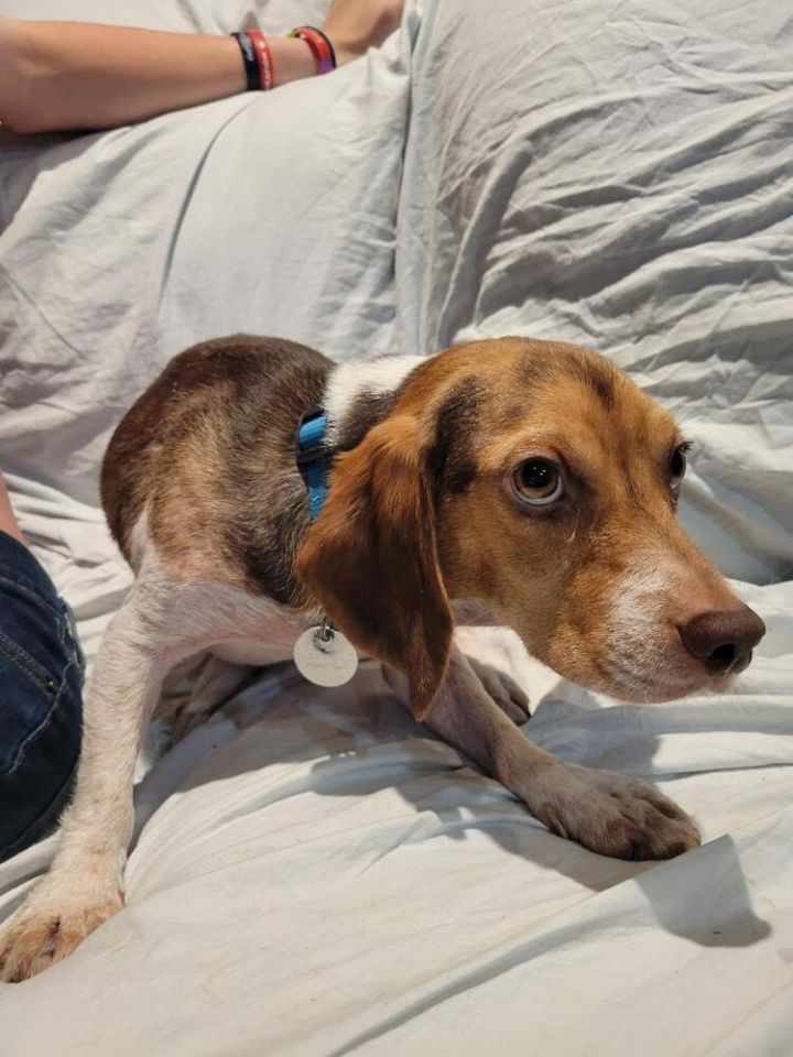Clyde - Fostered in Omaha, an adoptable Beagle in Shawnee Mission, KS_image-4
