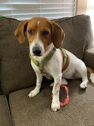 Chloe - Fostered in Omaha, an adoptable Basset Hound & Dachshund Mix in Shawnee Mission, KS_image-3