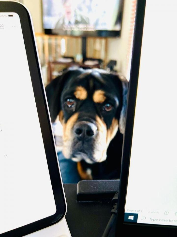 Raen - Fostered in Omaha, an adoptable Beagle & English Bulldog Mix in Shawnee Mission, KS_image-5