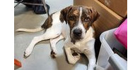 Hector - Fostered in Omaha, an adoptable Shepherd & Boxer Mix in Shawnee Mission, KS_image-1