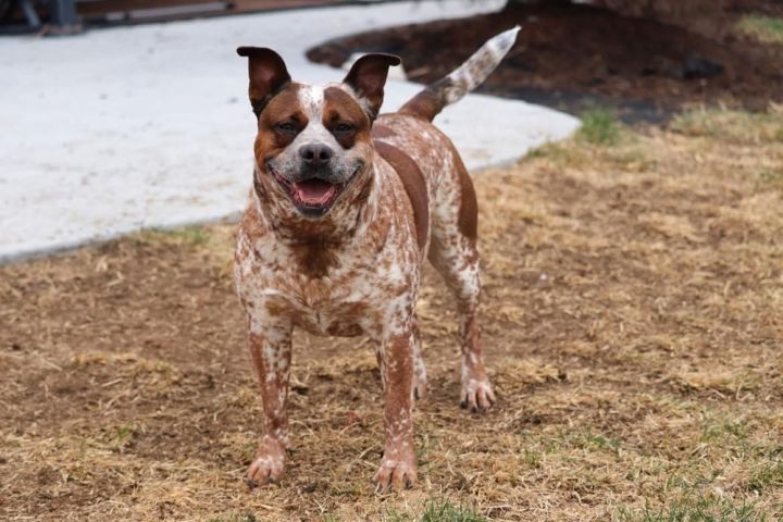 Lulu - fostered in Omaha, an adoptable Boxer & Cattle Dog Mix in Shawnee Mission, KS_image-1
