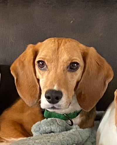 Titus aka TT - Fostered in Omaha, an adoptable Beagle in Shawnee Mission, KS_image-2