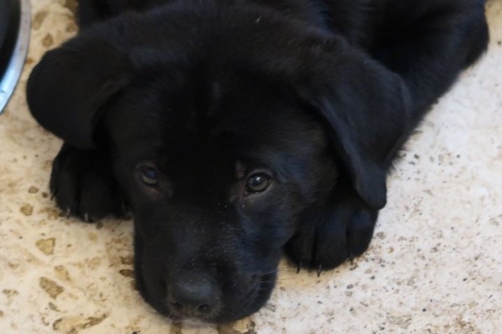 Denali!  PUPPY!, an adoptable Labrador Retriever in St. Petersburg, FL_image-1