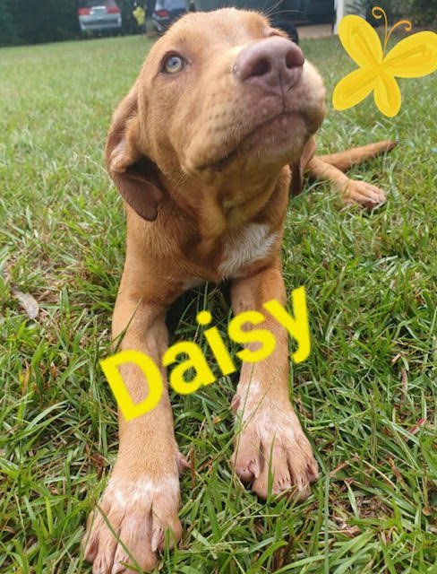Daisy (CL 2023), an adoptable Labrador Retriever & Hound Mix in Mobile, AL_image-1