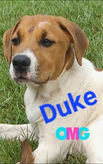 Duke (CL 2023), an adoptable Labrador Retriever & Hound Mix in Mobile, AL_image-1