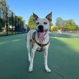 Camilo (fka Handsome) D8747 (Sponsored), an adoptable Australian Cattle Dog / Blue Heeler in Minnetonka, MN, 55345 | Photo Image 2