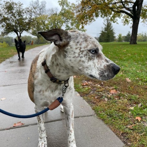 Camilo (fka Handsome) D8747 (Sponsored), an adoptable Australian Cattle Dog / Blue Heeler in Minnetonka, MN, 55345 | Photo Image 3