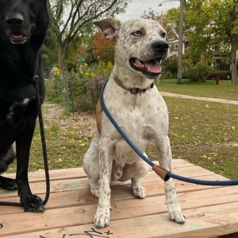 Camilo (fka Handsome) D8747 (Sponsored), an adoptable Australian Cattle Dog / Blue Heeler in Minnetonka, MN, 55345 | Photo Image 4