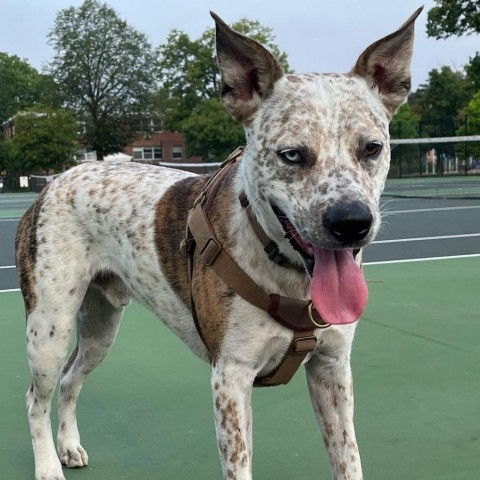 Camilo (fka Handsome) D8747 (Sponsored), an adoptable Australian Cattle Dog / Blue Heeler in Minnetonka, MN, 55345 | Photo Image 5