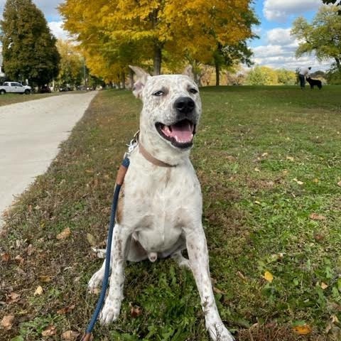 Camilo (fka Handsome) D8747 (Sponsored), an adoptable Australian Cattle Dog / Blue Heeler in Minnetonka, MN, 55345 | Photo Image 6