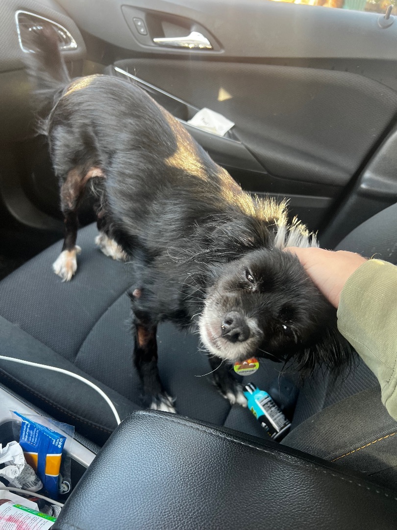 Fiona , an adoptable Papillon in Roy, UT, 84067 | Photo Image 2