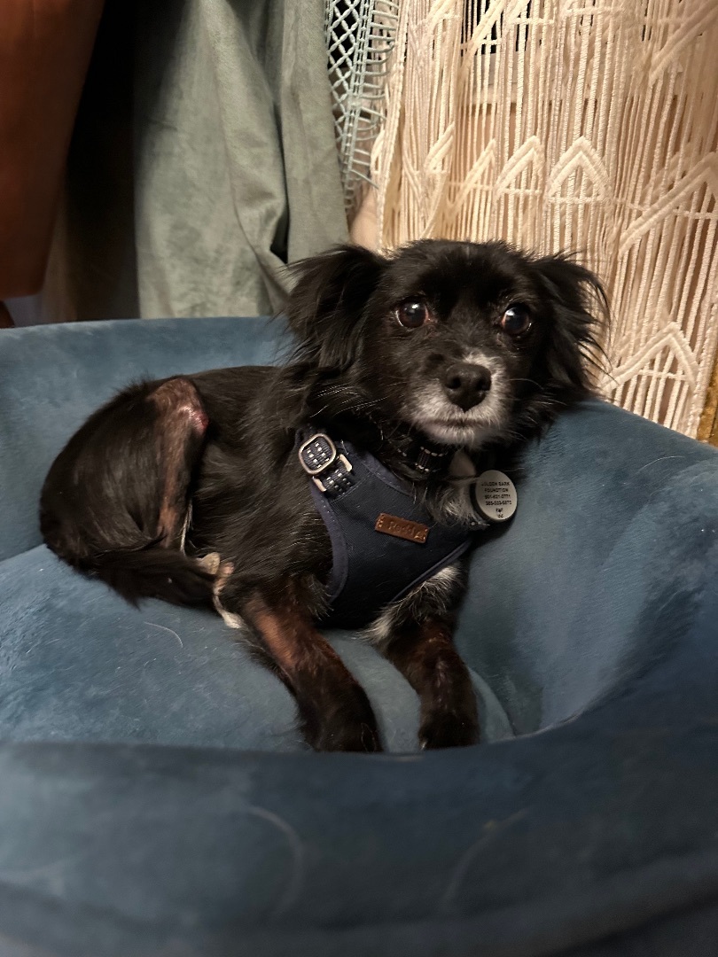 Fiona , an adoptable Papillon in Roy, UT, 84067 | Photo Image 4