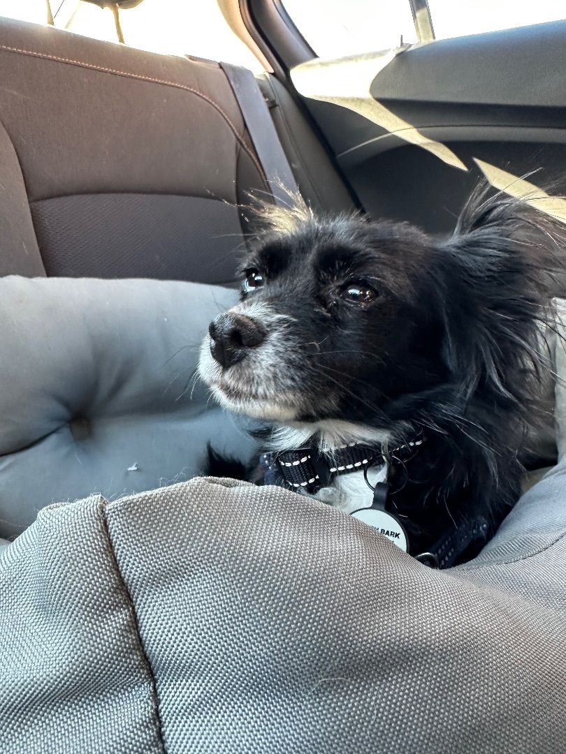 Fiona , an adoptable Papillon in Roy, UT, 84067 | Photo Image 5
