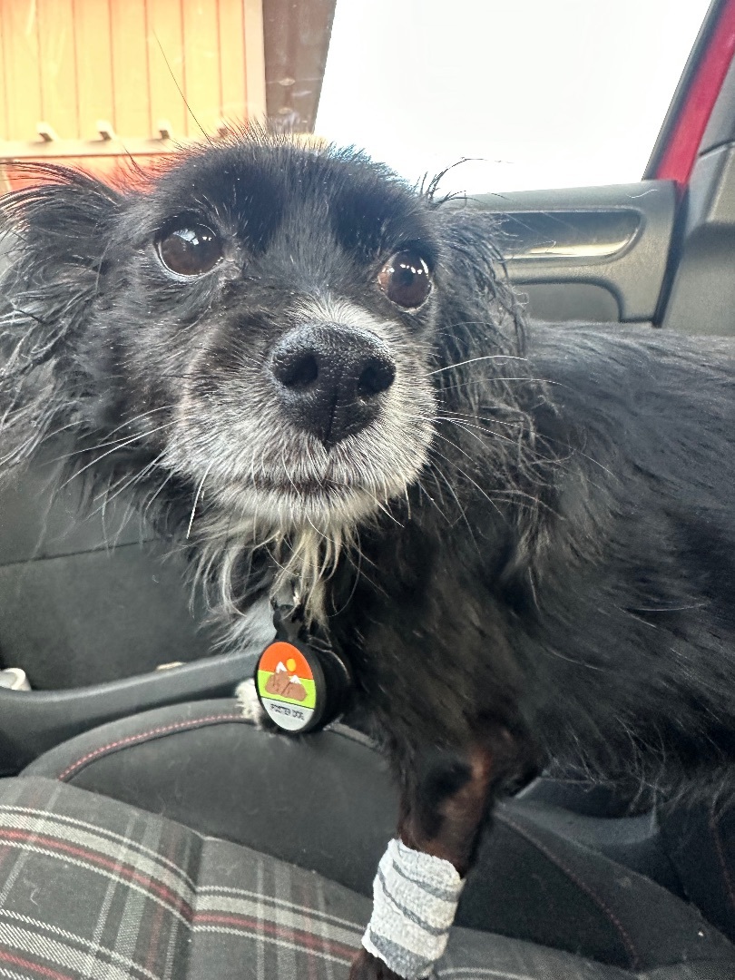 Fiona , an adoptable Papillon in Roy, UT, 84067 | Photo Image 1