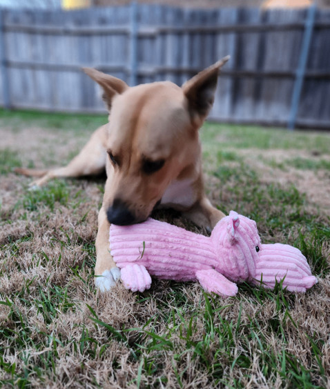 Dog for adoption - *Lunabelle, a Carolina Dog Mix in Justin, TX | Petfinder