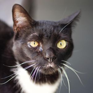 Blaze, Adult Male Domestic Short Hair